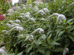 Lysimachia clethroides